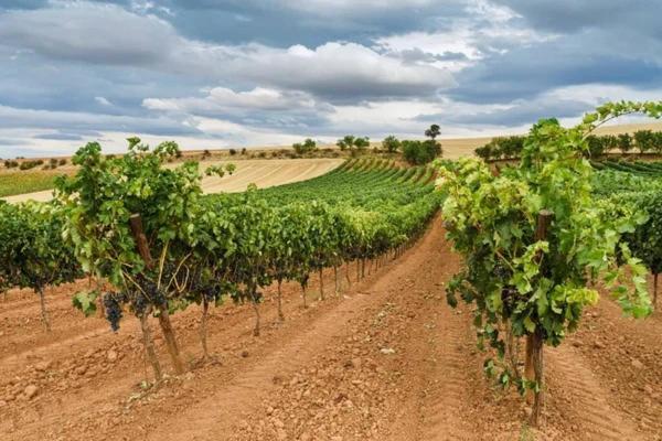 La Olma Villa Campillo de Aranda Kültér fotó